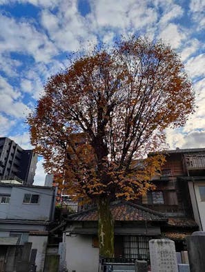 品川永代供養樹木葬「欅（けやき）の杜」