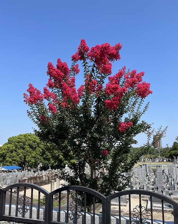 メモリアルガーデン相應寺 園内風景