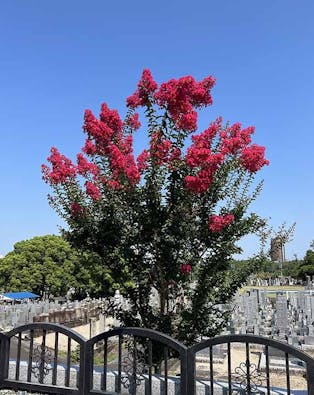 メモリアルガーデン相應寺