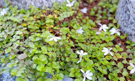 メモリアルパーク花の郷聖地 相模大塚 樹木葬・永代供養塔