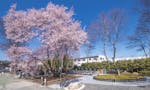 仁叟寺 「大樹苑」 永代供養墓・樹木葬 春には満開の五輪桜が見守る墓域