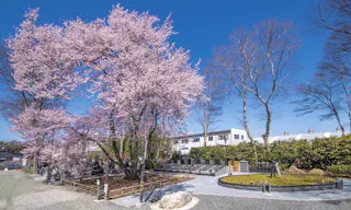 仁叟寺 「大樹苑」 永代供養墓・樹木葬