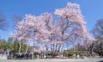 仁叟寺 「大樹苑」 永代供養墓・樹木葬 地中から5本の幹が伸びる珍しい五輪桜
