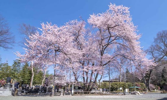 仁叟寺 「大樹苑」 永代供養墓・樹木葬