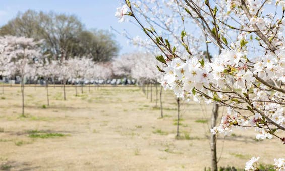 西の杜 「ブルームガーデン」
