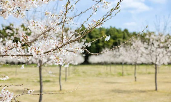 西の杜 「ブルームガーデン」
