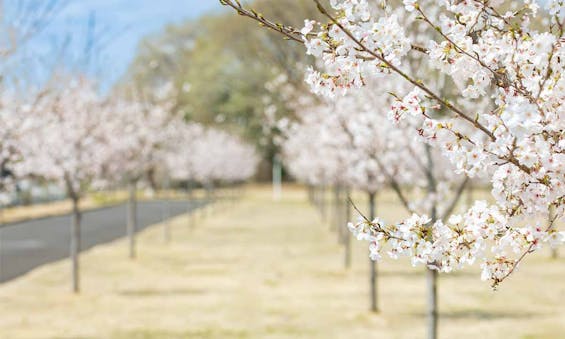 西の杜 「ブルームガーデン」