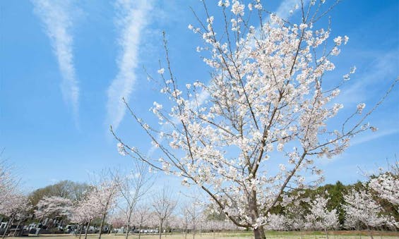 西の杜 「ブルームガーデン」