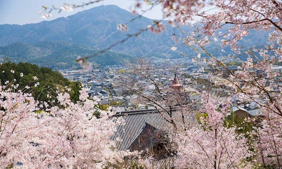 総本山 妙満寺 仏舎利大塔