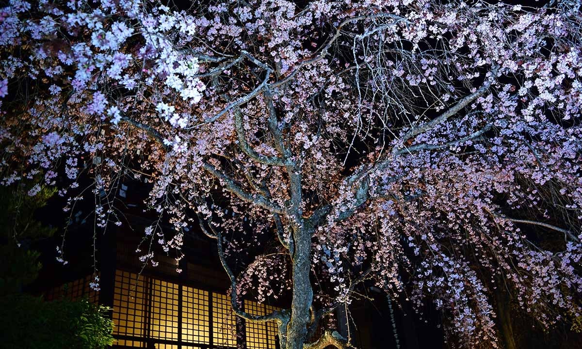 総本山 妙満寺 仏舎利大塔