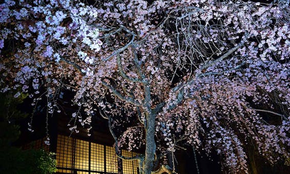 総本山 妙満寺 仏舎利大塔