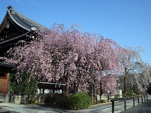 総本山 妙満寺 仏舎利大塔