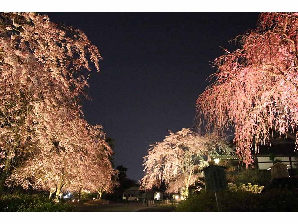 総本山 妙満寺 仏舎利大塔