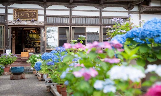 「地蔵様とあじさいの寺」光照寺