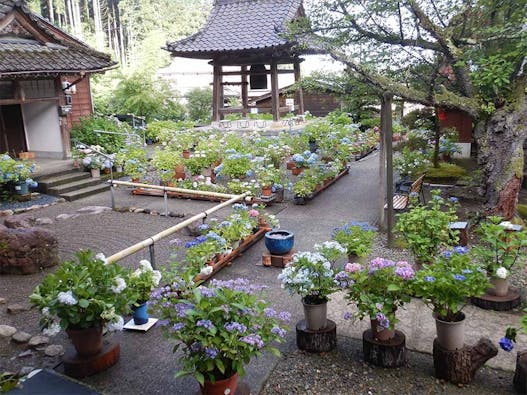 「地蔵様とあじさいの寺」光照寺