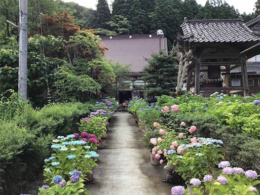 「地蔵様とあじさいの寺」光照寺