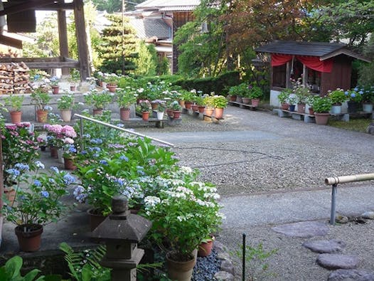 「地蔵様とあじさいの寺」光照寺