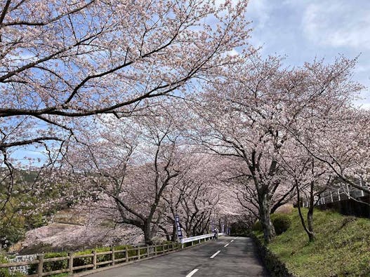 新宮霊園 樹木葬