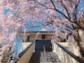 樹⽊葬 善⾏院 ⻄陣庭苑 山門横の見事な枝垂れ桜