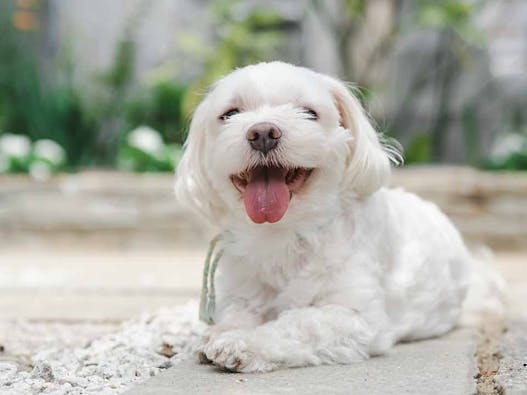 樹木葬 善行院 西陣庭苑