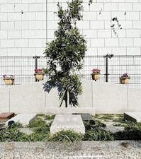 外苑こもれびの杜 樹木葬の画像