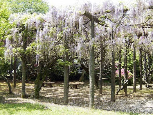 新義真言宗 大本山 誕生院 樹木葬永代供養墓