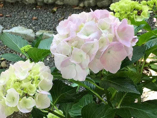 新義真言宗 大本山 誕生院 樹木葬永代供養墓