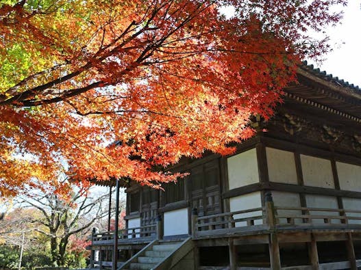 新義真言宗 大本山 誕生院 樹木葬永代供養墓