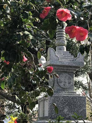 新義真言宗 大本山 誕生院 樹木葬永代供養墓