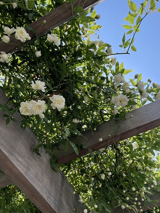 恵光メモリアル新宿浄苑 ペットと眠る樹木葬「テッセラ」