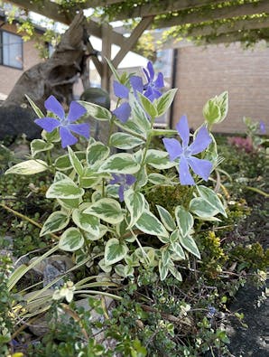 恵光メモリアル新宿浄苑 ペットと眠る樹木葬「テッセラ」