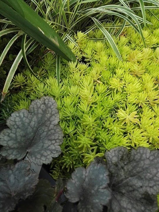 恵光メモリアル新宿浄苑 ペットと眠る樹木葬「テッセラ」