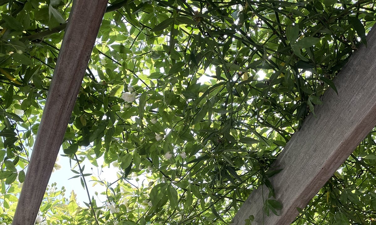 恵光メモリアル新宿浄苑 ペットと眠る樹木葬「テッセラ」