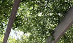 恵光メモリアル新宿浄苑 ペットと眠る樹木葬「テッセラ」 「テッセラ」モッコウバラの天井