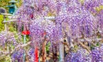 大慶寺 永代供養墓・樹木葬 四季折々の草花が彩る境内