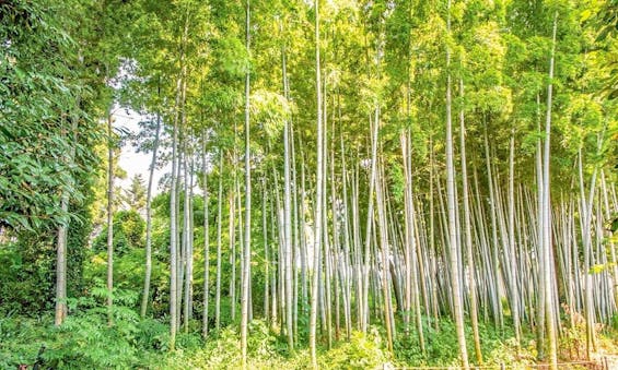 大慶寺 永代供養墓・樹木葬