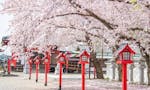 大慶寺 永代供養墓・樹木葬 春になると満開の桜が皆様をお迎えします