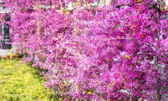 玉泉寺 永代供養墓・樹木葬