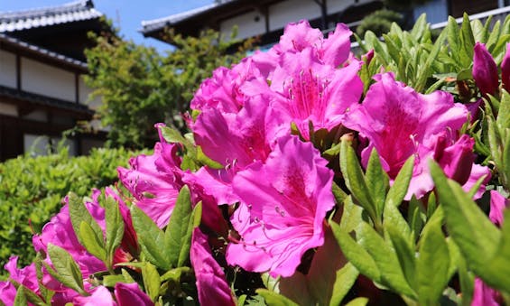 宇治山通玄寺 納骨堂