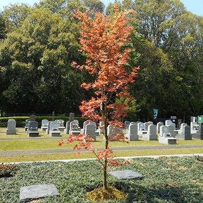 酒々井霊園 樹木葬 永代供養