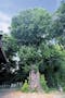 熊谷大樹の里霊園 樹齢570年を超える大いちょう