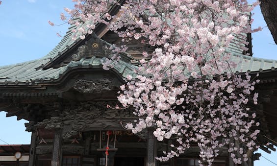 慈眼寺 樹木葬「お花畑の霊園」