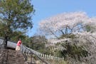 清蔵寺霊園 春の桜