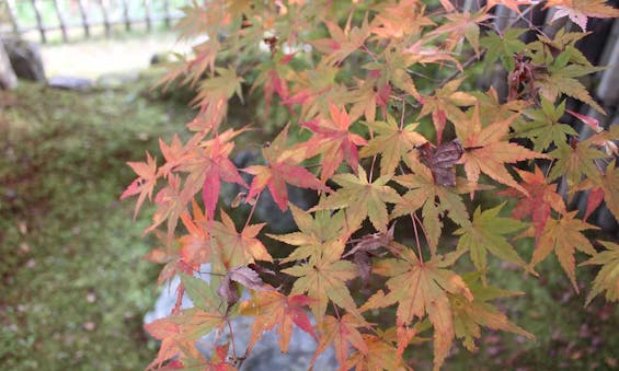 清蔵寺霊園