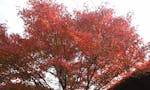 清蔵寺霊園 庭の紅葉