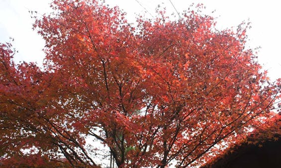 清蔵寺霊園