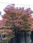 清蔵寺霊園 庭の紅葉