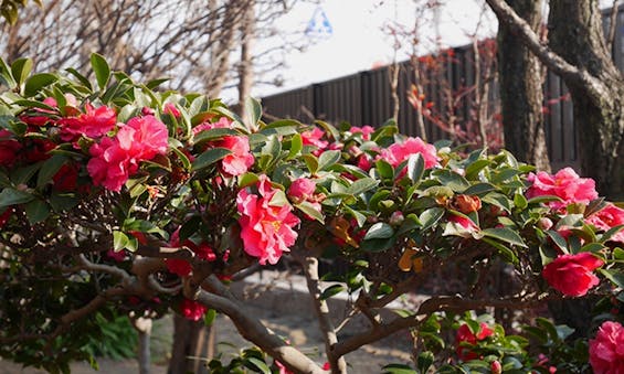 信光寺 永代供養塔