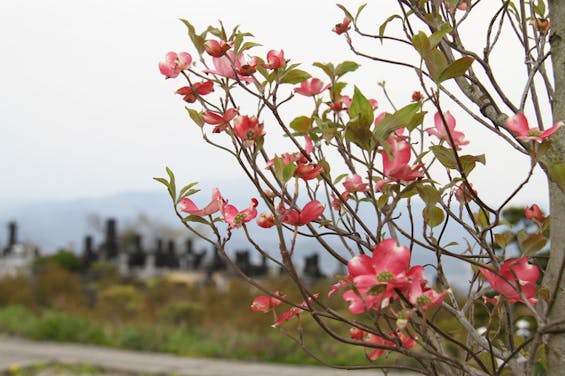 むさしメモリアルパーク蔵王(樹木葬)