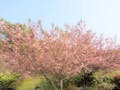 瑞雲寺 本堂裏の八重桜